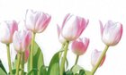 Tulpen • Blumen • Fototapeten • Berlintapete • Tulipa (Nr. 3218)