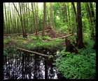 Sumpf • Wald • Fototapeten • Berlintapete • Feuchtgebiet (Nr. 2703)