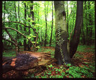Local Forest • Forest • Photo Murals • Berlintapete • No. 2740