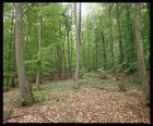 Buchenwald II • Wald • Fototapeten • Berlintapete • Nr. 2751