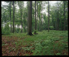 Buchenwald II • Wald • Fototapeten • Berlintapete • Nr. 2753