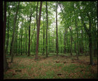 Buchenwald II • Wald • Fototapeten • Berlintapete • Nr. 2760